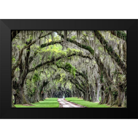 The Old South Black Modern Wood Framed Art Print by Burt, Daniel