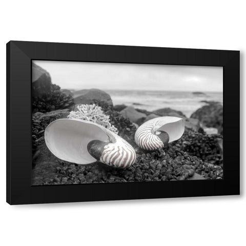 Crescent Beach Shells 2 Black Modern Wood Framed Art Print by Blaustein, Alan