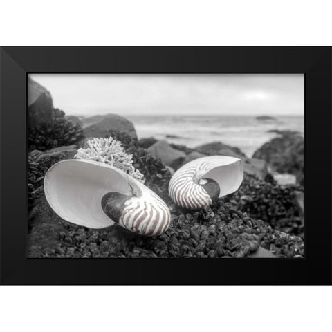 Crescent Beach Shells 2 Black Modern Wood Framed Art Print by Blaustein, Alan