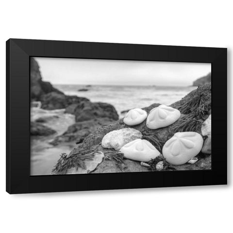 Crescent Beach Shells 4 Black Modern Wood Framed Art Print with Double Matting by Blaustein, Alan