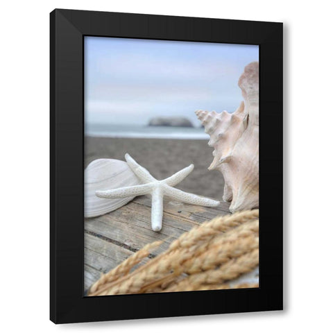 Crescent Beach Shells 12 Black Modern Wood Framed Art Print with Double Matting by Blaustein, Alan