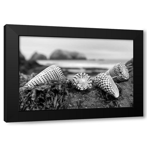 Crescent Beach Shells 3 Black Modern Wood Framed Art Print by Blaustein, Alan