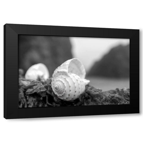 Crescent Beach Shells 1 Black Modern Wood Framed Art Print with Double Matting by Blaustein, Alan