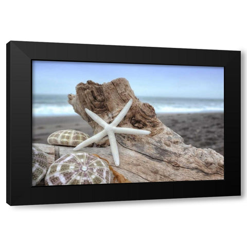 Crescent Beach Shells 6 Black Modern Wood Framed Art Print with Double Matting by Blaustein, Alan