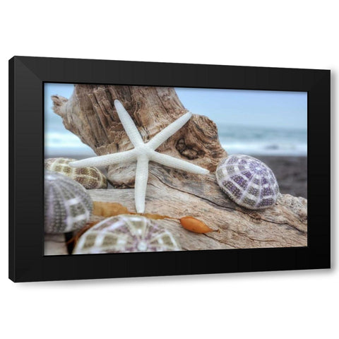 Crescent Beach Shells 7 Black Modern Wood Framed Art Print by Blaustein, Alan