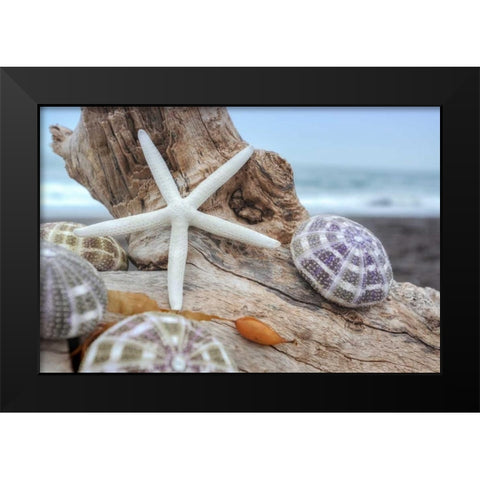 Crescent Beach Shells 7 Black Modern Wood Framed Art Print by Blaustein, Alan