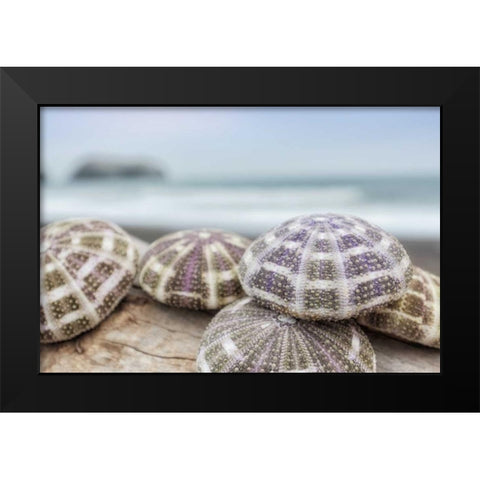 Crescent Beach Shells 8 Black Modern Wood Framed Art Print by Blaustein, Alan