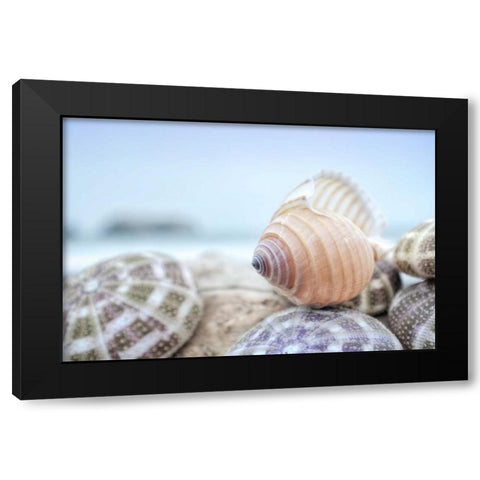Crescent Beach Shells 15 Black Modern Wood Framed Art Print with Double Matting by Blaustein, Alan