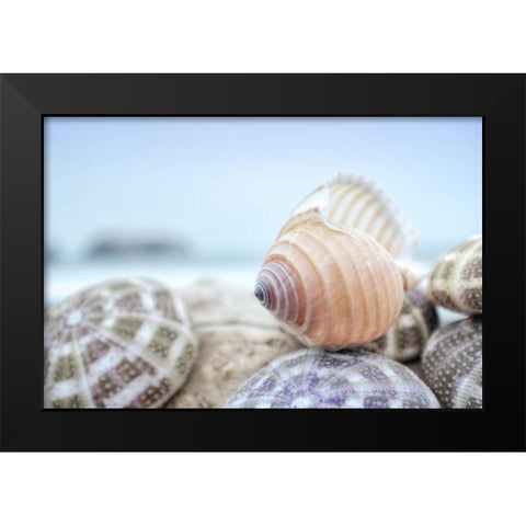 Crescent Beach Shells 15 Black Modern Wood Framed Art Print by Blaustein, Alan