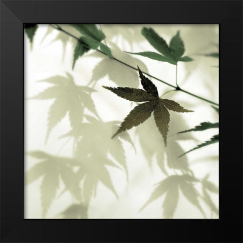 Japanese Maple #1 Black Modern Wood Framed Art Print by Blaustein, Alan