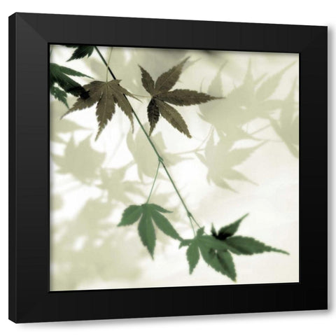 Japanese Maple #2 Black Modern Wood Framed Art Print with Double Matting by Blaustein, Alan