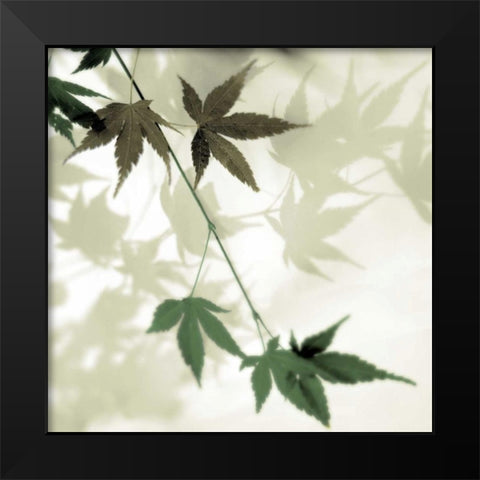 Japanese Maple #2 Black Modern Wood Framed Art Print by Blaustein, Alan