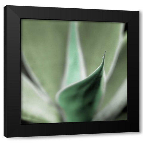 Agave #5 Black Modern Wood Framed Art Print with Double Matting by Blaustein, Alan