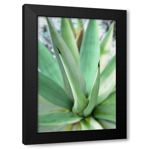 Agave Succulent #1 Black Modern Wood Framed Art Print with Double Matting by Blaustein, Alan