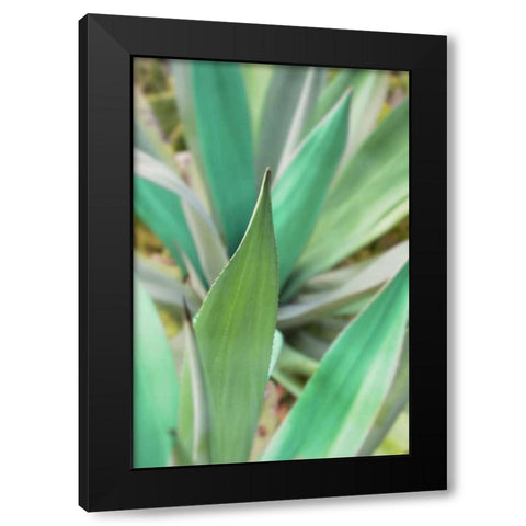 Agave Succulent #3 Black Modern Wood Framed Art Print with Double Matting by Blaustein, Alan
