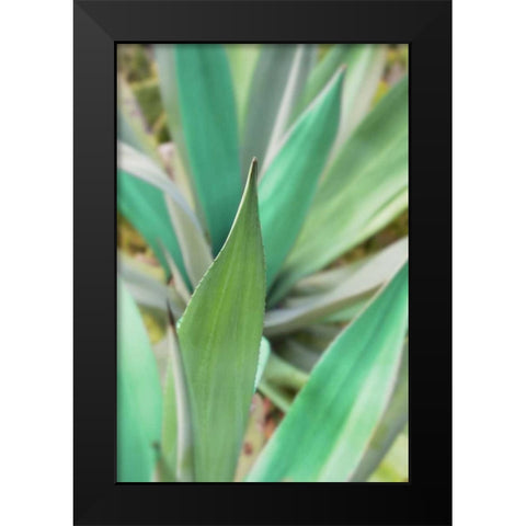 Agave Succulent #3 Black Modern Wood Framed Art Print by Blaustein, Alan