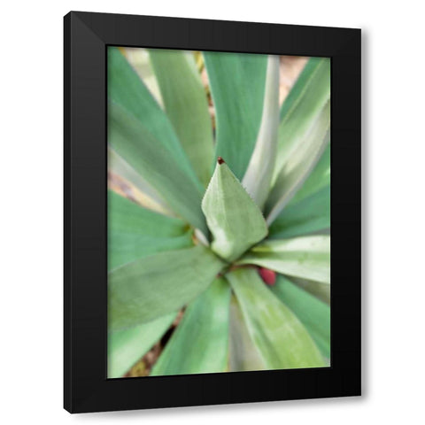 Agave Succulent #2 Black Modern Wood Framed Art Print with Double Matting by Blaustein, Alan