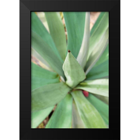 Agave Succulent #2 Black Modern Wood Framed Art Print by Blaustein, Alan
