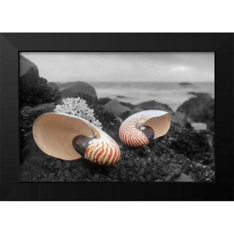 Crescent Beach Shells 2 Black Modern Wood Framed Art Print by Blaustein, Alan