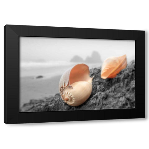 Crescent Beach Shells #20 Black Modern Wood Framed Art Print by Blaustein, Alan