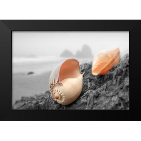 Crescent Beach Shells #20 Black Modern Wood Framed Art Print by Blaustein, Alan