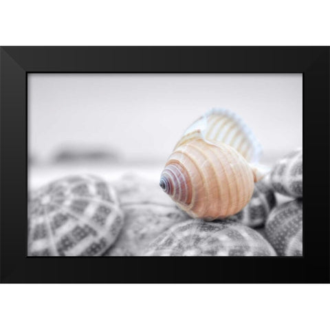 Crescent Beach Shells 15 Black Modern Wood Framed Art Print by Blaustein, Alan