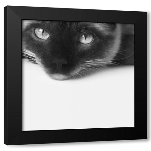 No Stress Black Modern Wood Framed Art Print by Bertelli, Jon