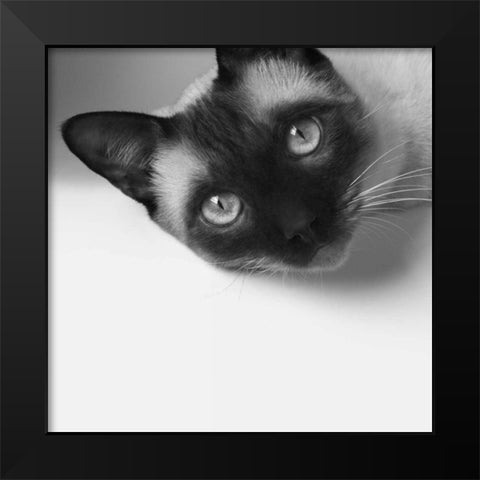 Hey! Black Modern Wood Framed Art Print by Bertelli, Jon