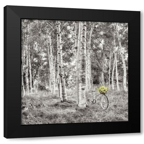 Sunflower Bicycle Ride Black Modern Wood Framed Art Print by Blaustein, Alan