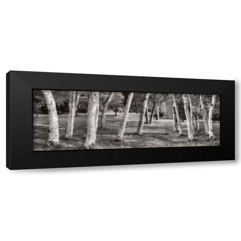 Birch Trees No.1 Black Modern Wood Framed Art Print by Blaustein, Alan