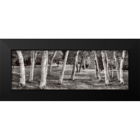 Birch Trees No.1 Black Modern Wood Framed Art Print by Blaustein, Alan