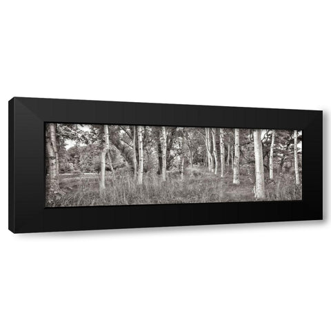 Birch Trees No.2 Black Modern Wood Framed Art Print by Blaustein, Alan