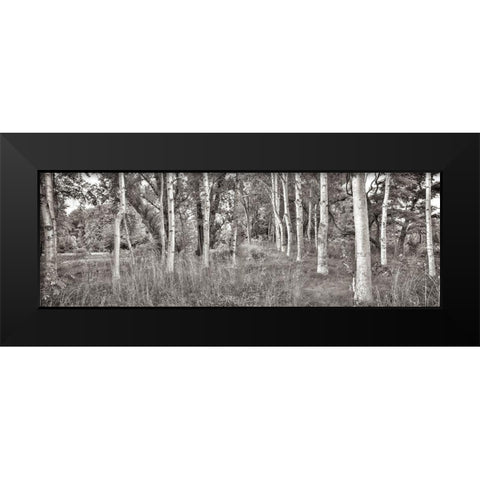 Birch Trees No.2 Black Modern Wood Framed Art Print by Blaustein, Alan