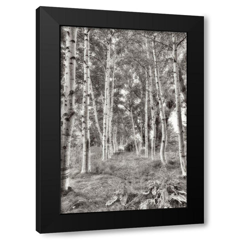 Birch Trees No.3 Black Modern Wood Framed Art Print by Blaustein, Alan