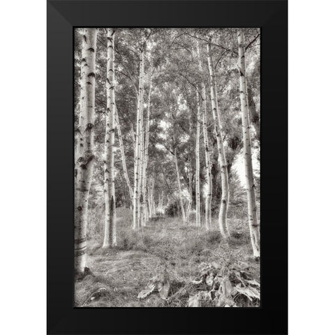 Birch Trees No.3 Black Modern Wood Framed Art Print by Blaustein, Alan