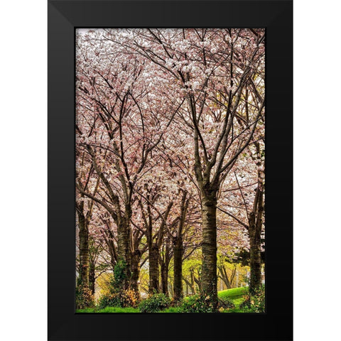 Cherries in Bloom Black Modern Wood Framed Art Print by Burdick, Chuck