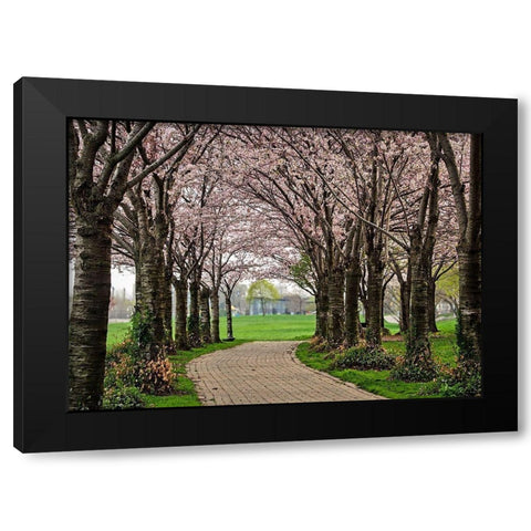 Cherry Blossom Path Black Modern Wood Framed Art Print with Double Matting by Burdick, Chuck