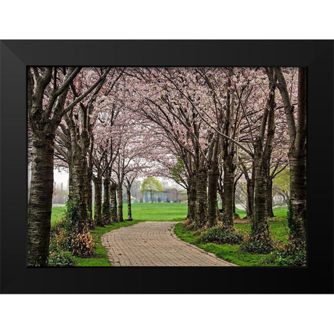 Cherry Blossom Path Black Modern Wood Framed Art Print by Burdick, Chuck