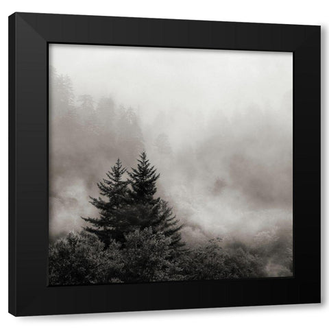 Rising Mist, Smoky Mountains Black Modern Wood Framed Art Print by Bell, Nicholas