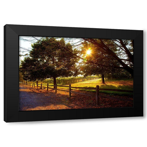 Dreamland Vineyard Black Modern Wood Framed Art Print with Double Matting by Broom, Michael