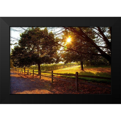 Dreamland Vineyard Black Modern Wood Framed Art Print by Broom, Michael