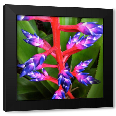 Purple and Pink Black Modern Wood Framed Art Print by Bell, Jan