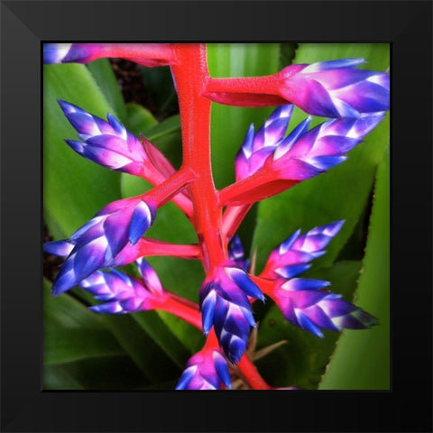 Purple and Pink Black Modern Wood Framed Art Print by Bell, Jan