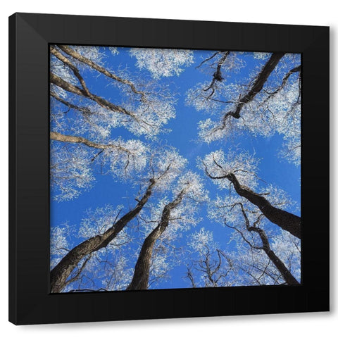 Reaching Skyward Black Modern Wood Framed Art Print with Double Matting by Bell, Jan