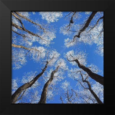 Reaching Skyward Black Modern Wood Framed Art Print by Bell, Jan