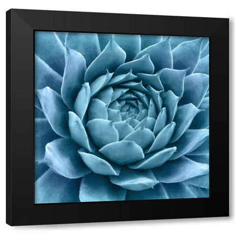 Silvery Blue Agave Black Modern Wood Framed Art Print with Double Matting by Bell, Jan