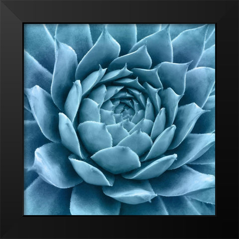 Silvery Blue Agave Black Modern Wood Framed Art Print by Bell, Jan