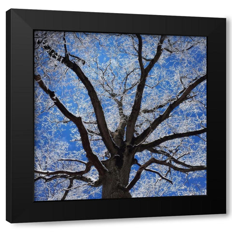 Snow Covered Tree Black Modern Wood Framed Art Print by Bell, Jan