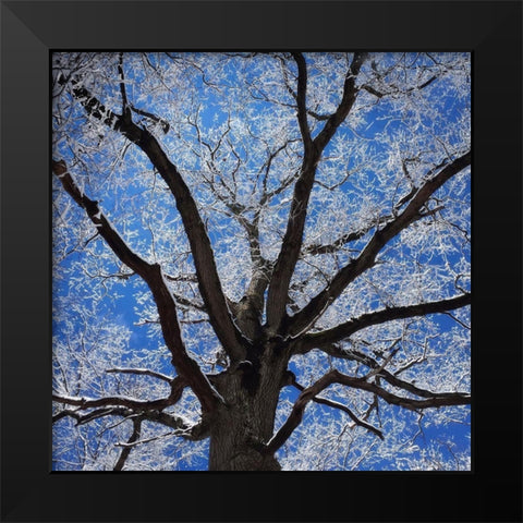 Snow Covered Tree Black Modern Wood Framed Art Print by Bell, Jan