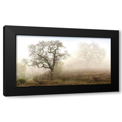Sonoma Oak 1 Black Modern Wood Framed Art Print with Double Matting by Blaustein, Alan